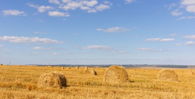 Yellow Grain Ready For Harvest Growing In A Farm Field